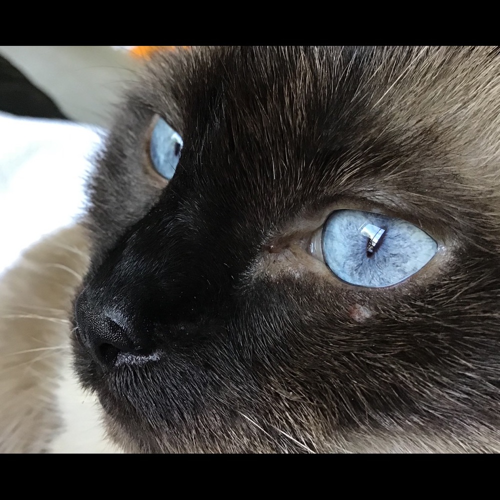 Meet your Posher, Iris